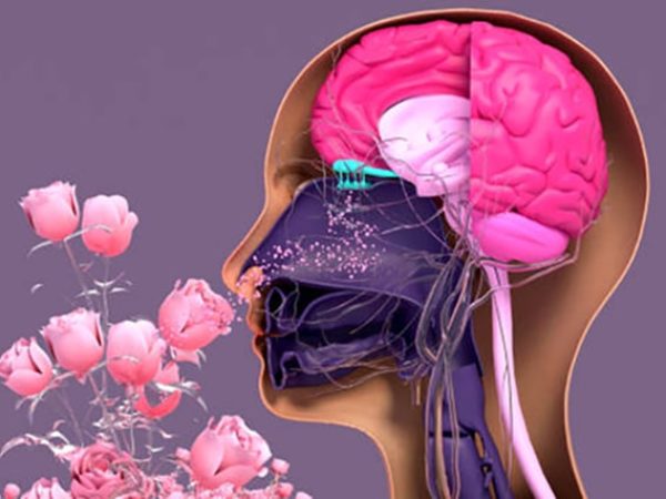 How Our Senses Affect Cancer Development