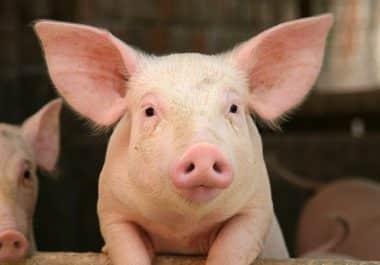 From the Bench, Spring 2025: Making Tumors Pig-like, Transplanting Fat Cells, and Other Creative Approaches in Cancer Research